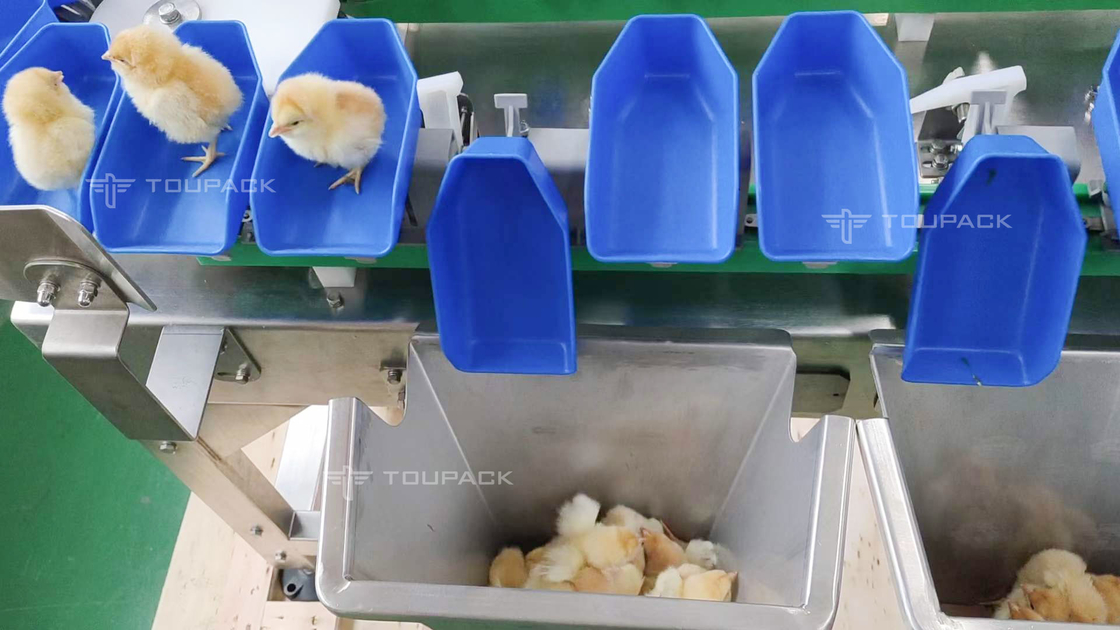 Kundenspezifische Kammmuschel-Ohrschnecken-Hühnergewichts-sortierende Maschinen-automatische Frucht-Datums-Sortiermaschine