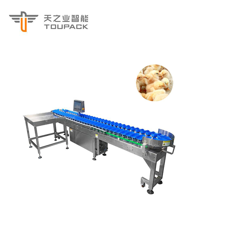 Kundenspezifische Kammmuschel-Ohrschnecken-Hühnergewichts-sortierende Maschinen-automatische Frucht-Datums-Sortiermaschine