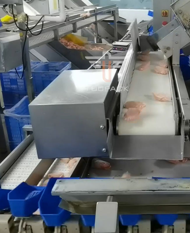 Sicherheits-kreisförmiges multi Hauptgewichts-sortierende Maschine für Meeresfrüchte 300mal/Minute