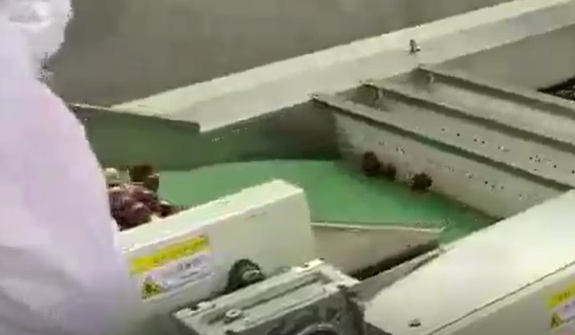 Sortierende Maschine der Kohlenstoffstahl-Jujube-220V, die Fertigungsstraße sortiert
