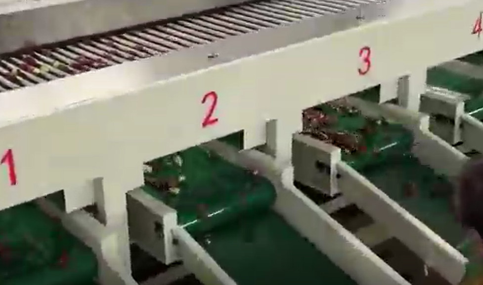 Sortierende Maschine der Kohlenstoffstahl-Jujube-220V, die Fertigungsstraße sortiert