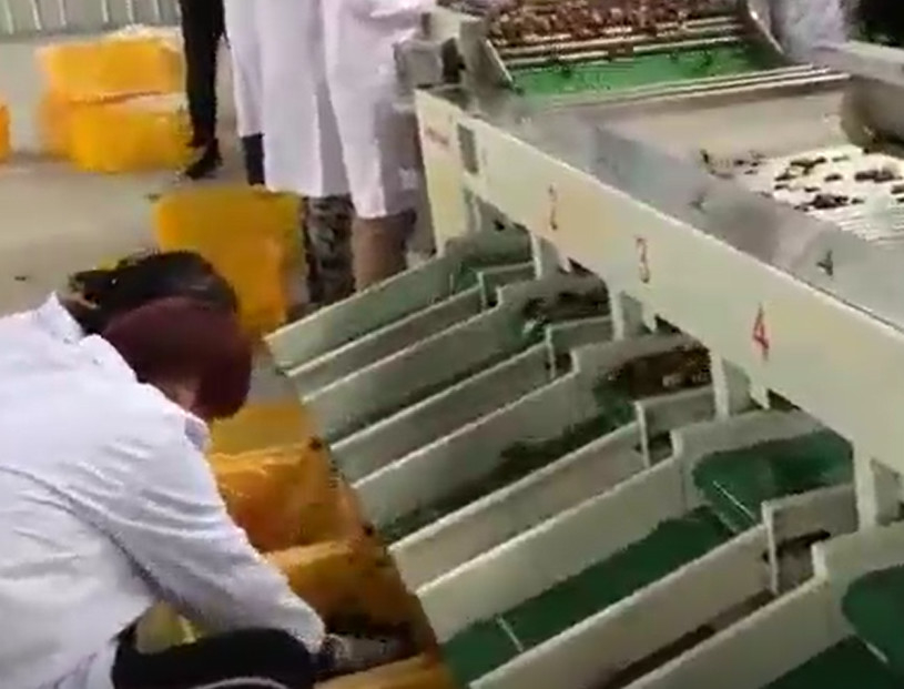 Sortierende Maschine der Kohlenstoffstahl-Jujube-220V, die Fertigungsstraße sortiert