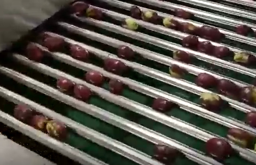 Sortierende Maschine der Kohlenstoffstahl-Jujube-220V, die Fertigungsstraße sortiert