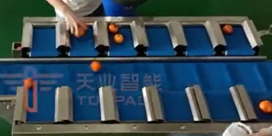Wäger-Verpackungsmaschine-Geschwindigkeits-Gurt-Skala PLC Multihead für frische Orange