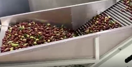 Sortierende Maschine der Kohlenstoffstahl-Jujube-220V, die Fertigungsstraße sortiert